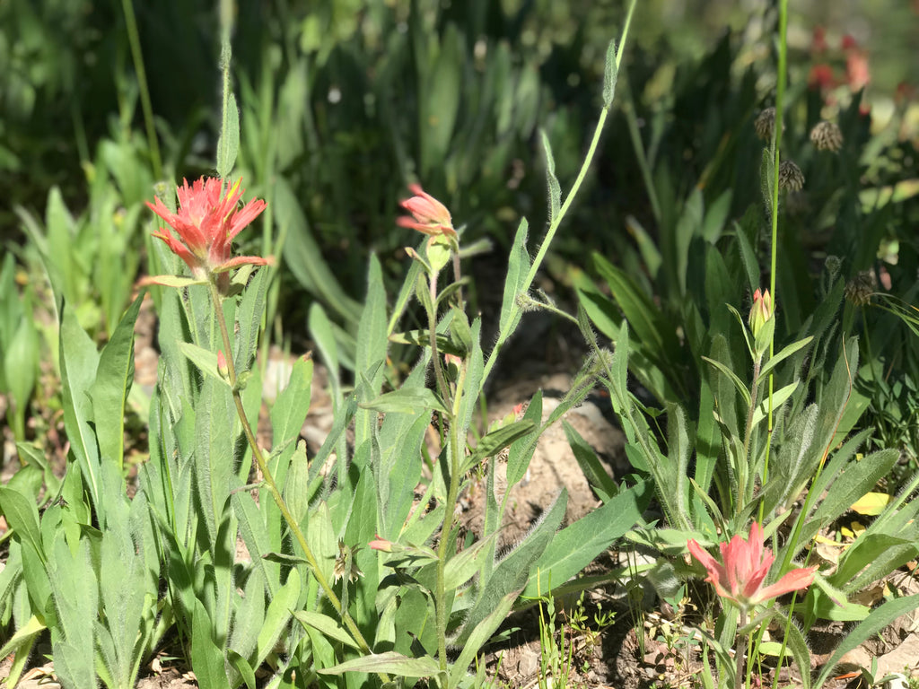 Wildflowers in Pratt Creek Canyon