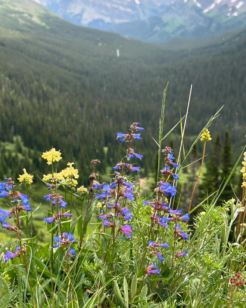 Glacier National Park Wildflowers