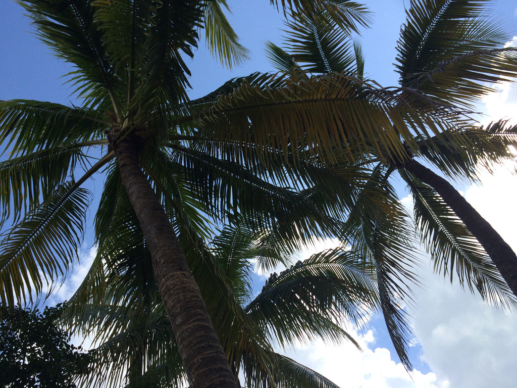 Florida Keys Trees
