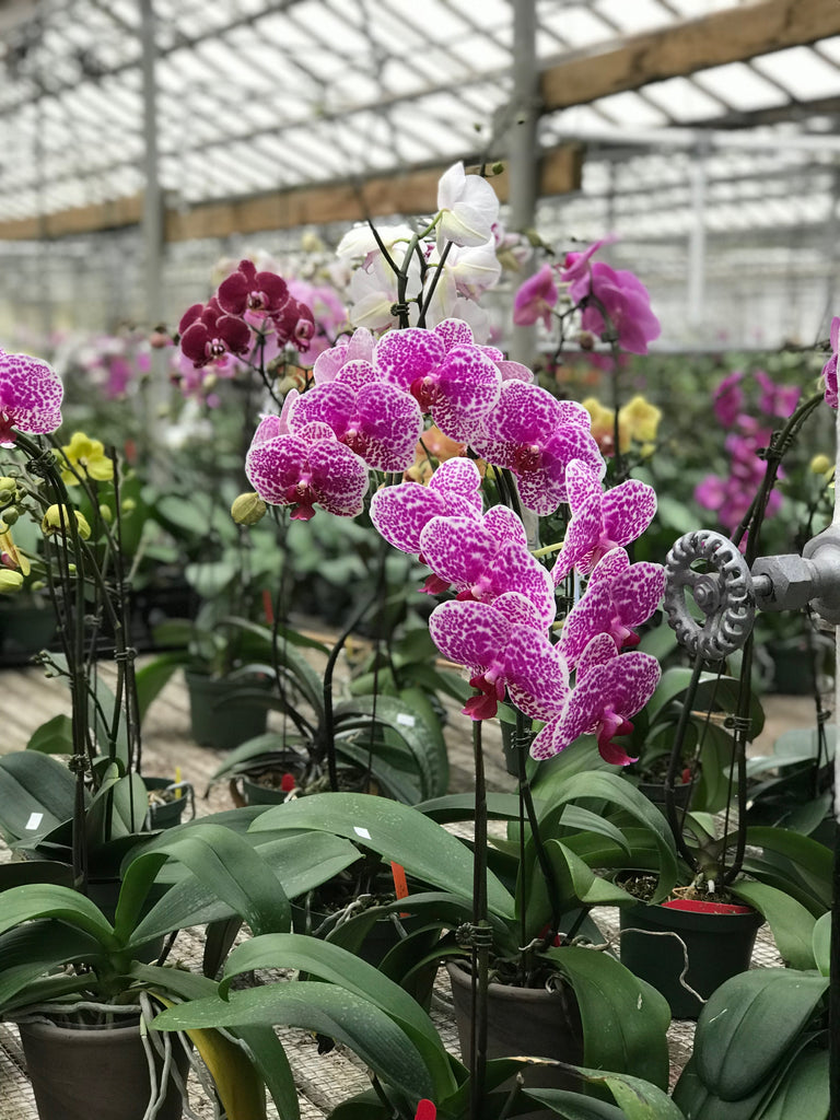 The Spring Orchid Show at Hausermann's