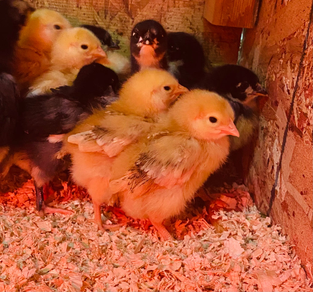 Painting Baby Chicks