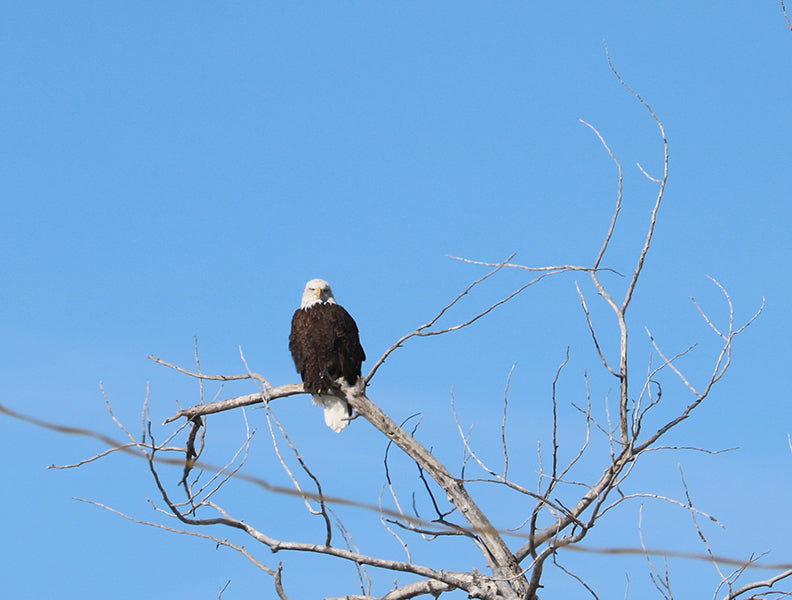 Eagles Hanging Out By My House