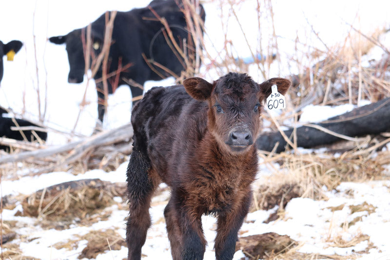 Newborn Calves on the Ranch