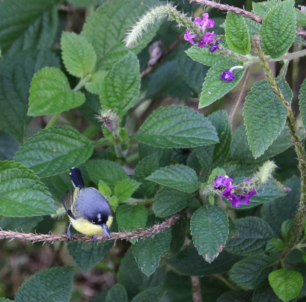 Costa Rican Bird