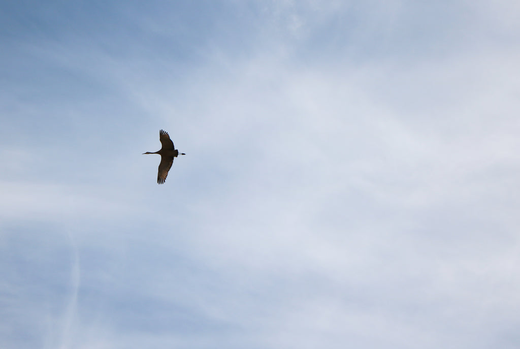 Sandhill Crane Flying
