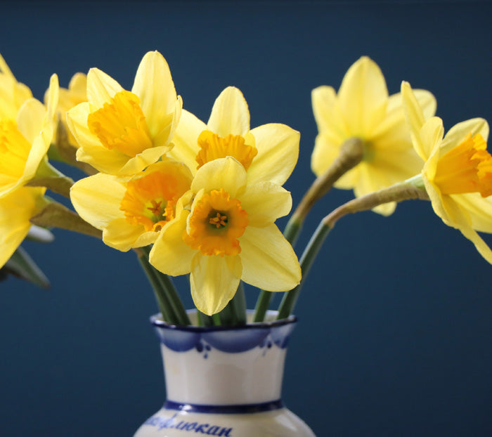 Daffodils are Blooming Indoors