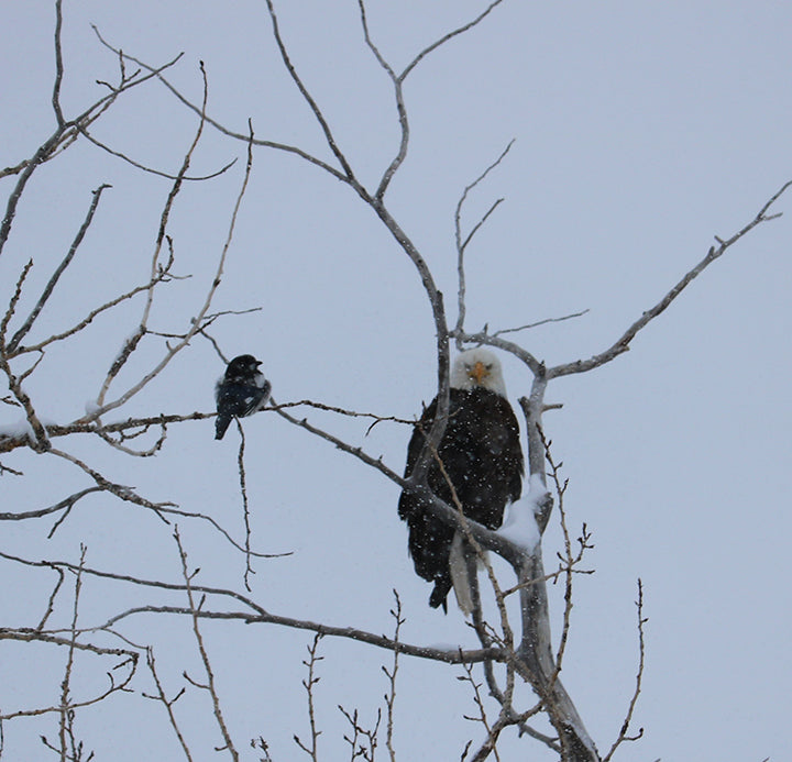 The Eagles are Here