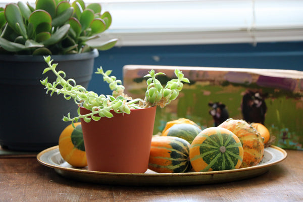 Fall Gourds and Succulents