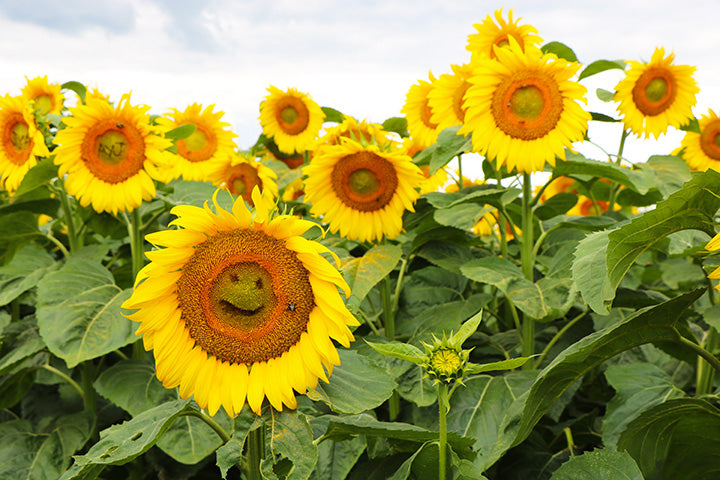 Visiting a Sunflower Farm