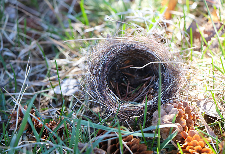 Found Hummingbird Nest