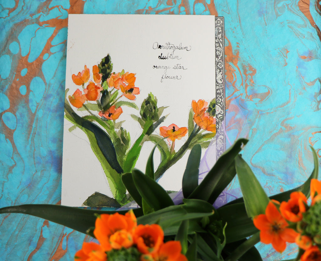 Watercolor Botanical Flowers - Orange Star Flower