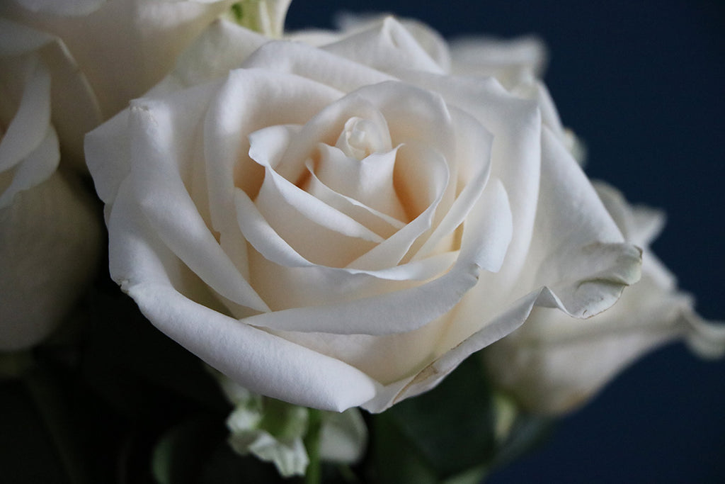 There is Something About White Roses